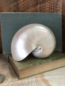 Nautilus Pearl Whole