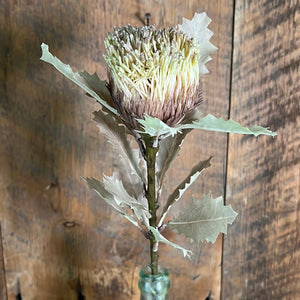 King Protea Wheat/Brown