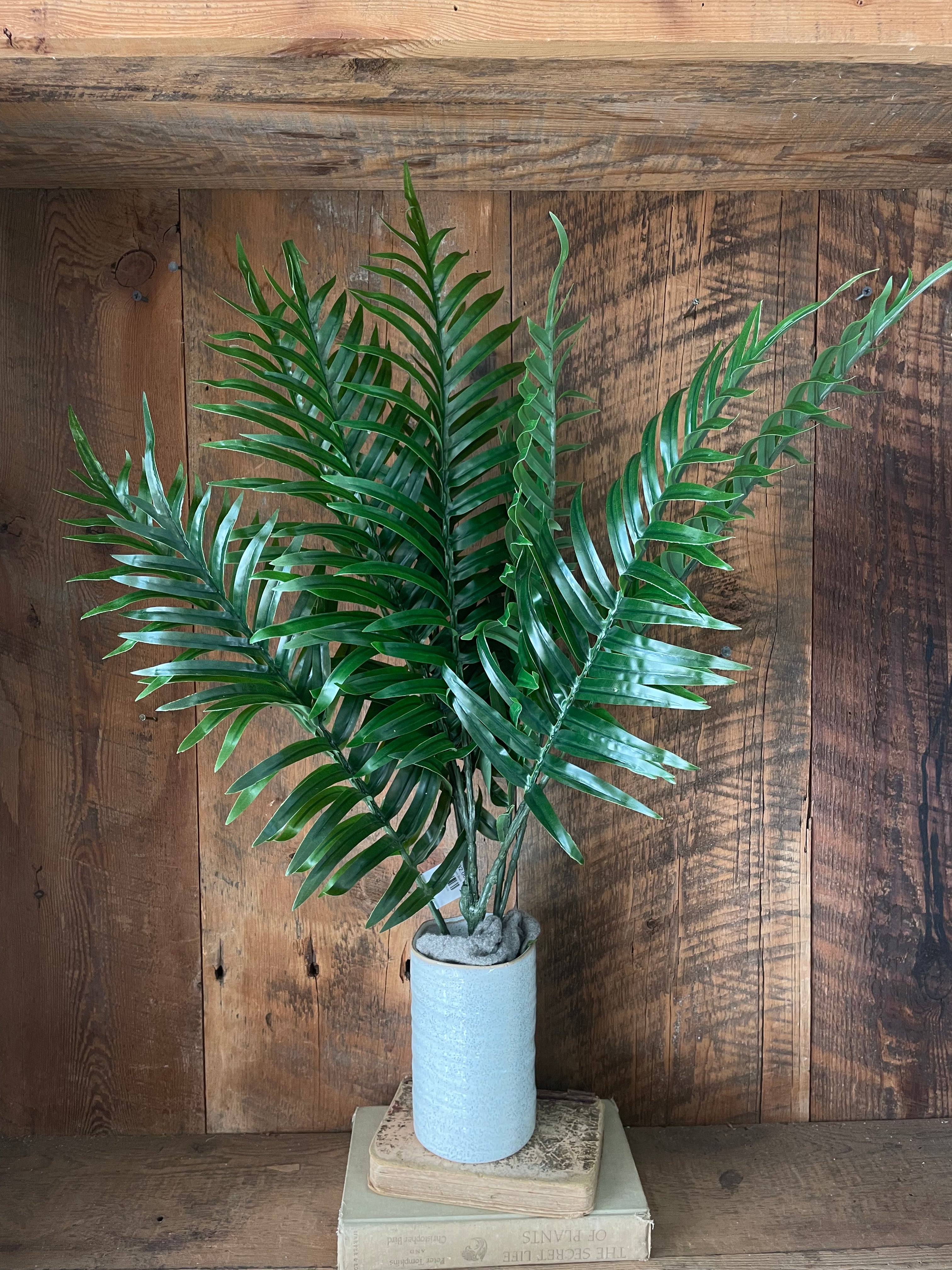 Areca Palm Bush