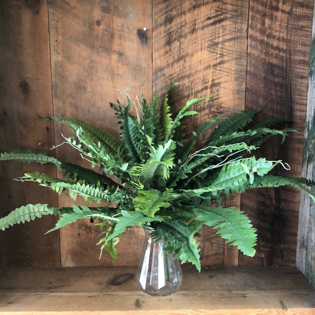 Boston Fern Estate Medium