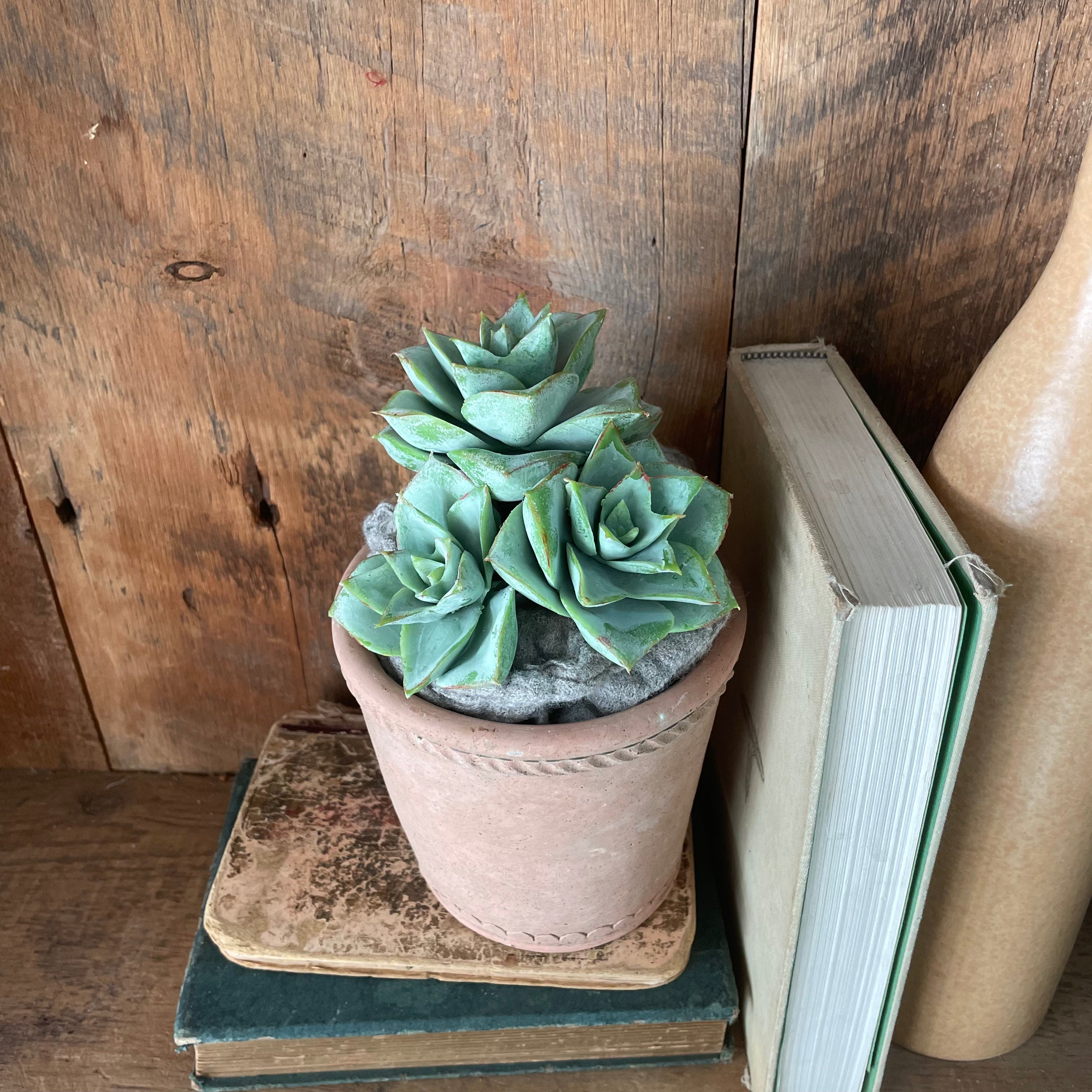 Triple Rosette Succulent Pick