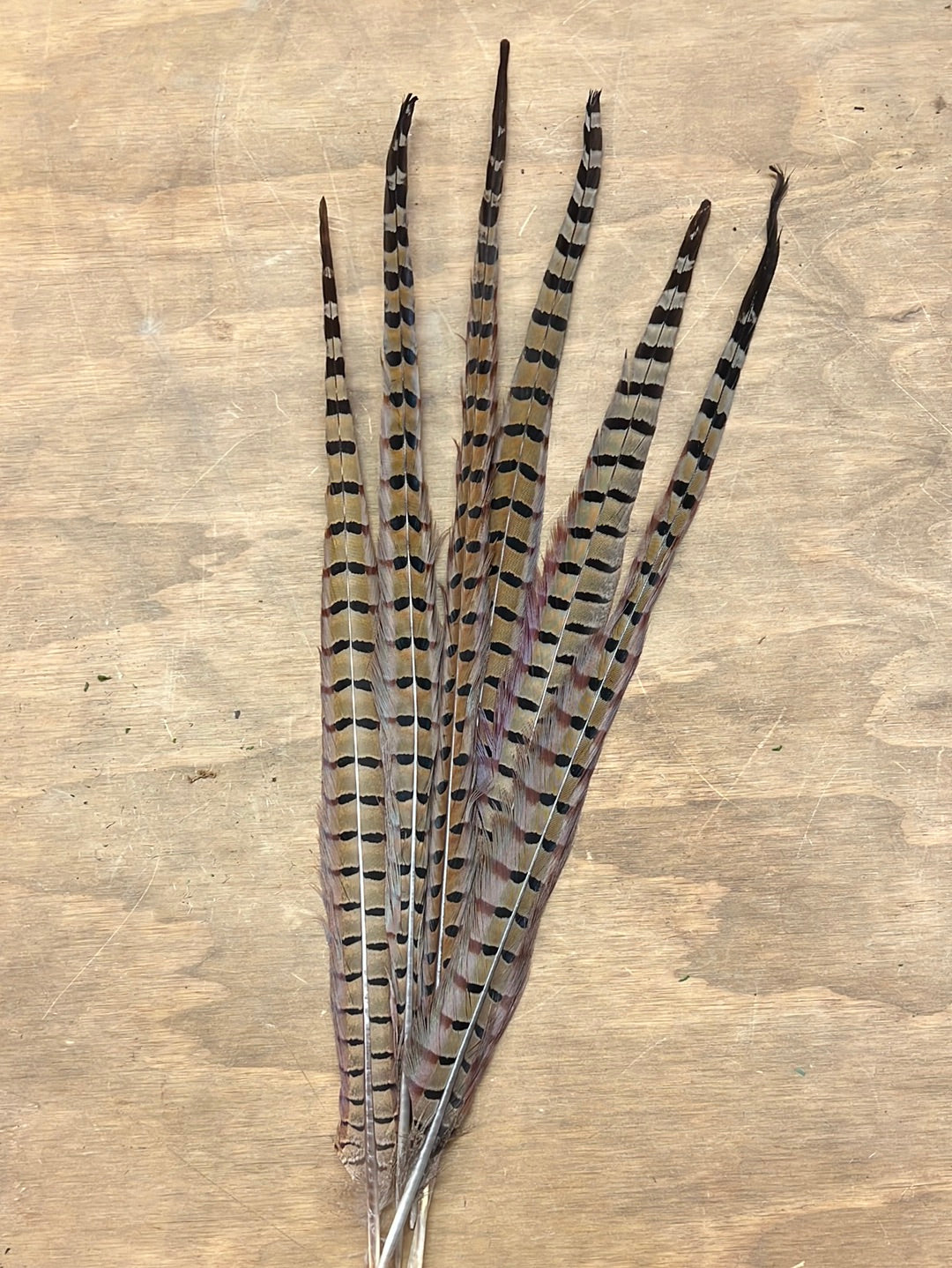 Pheasant Feather