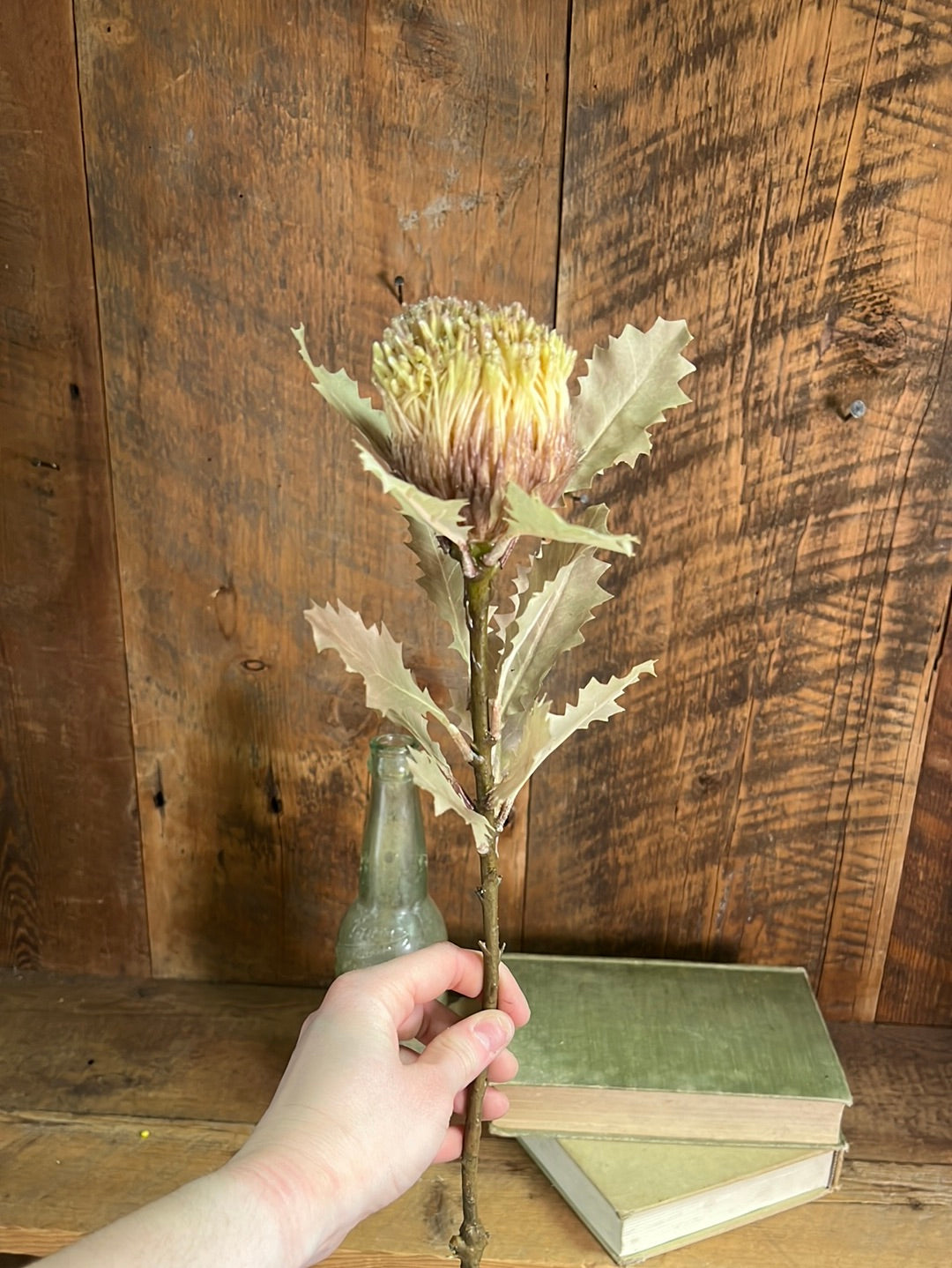King Protea Stem Wheat/Brown
