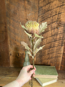 King Protea Wheat/Brown