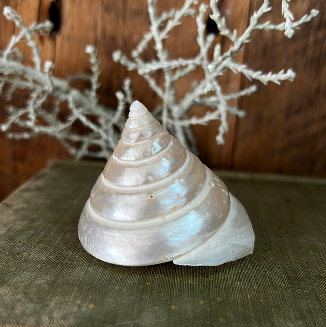 Nilo Pearlized Trocha Shell