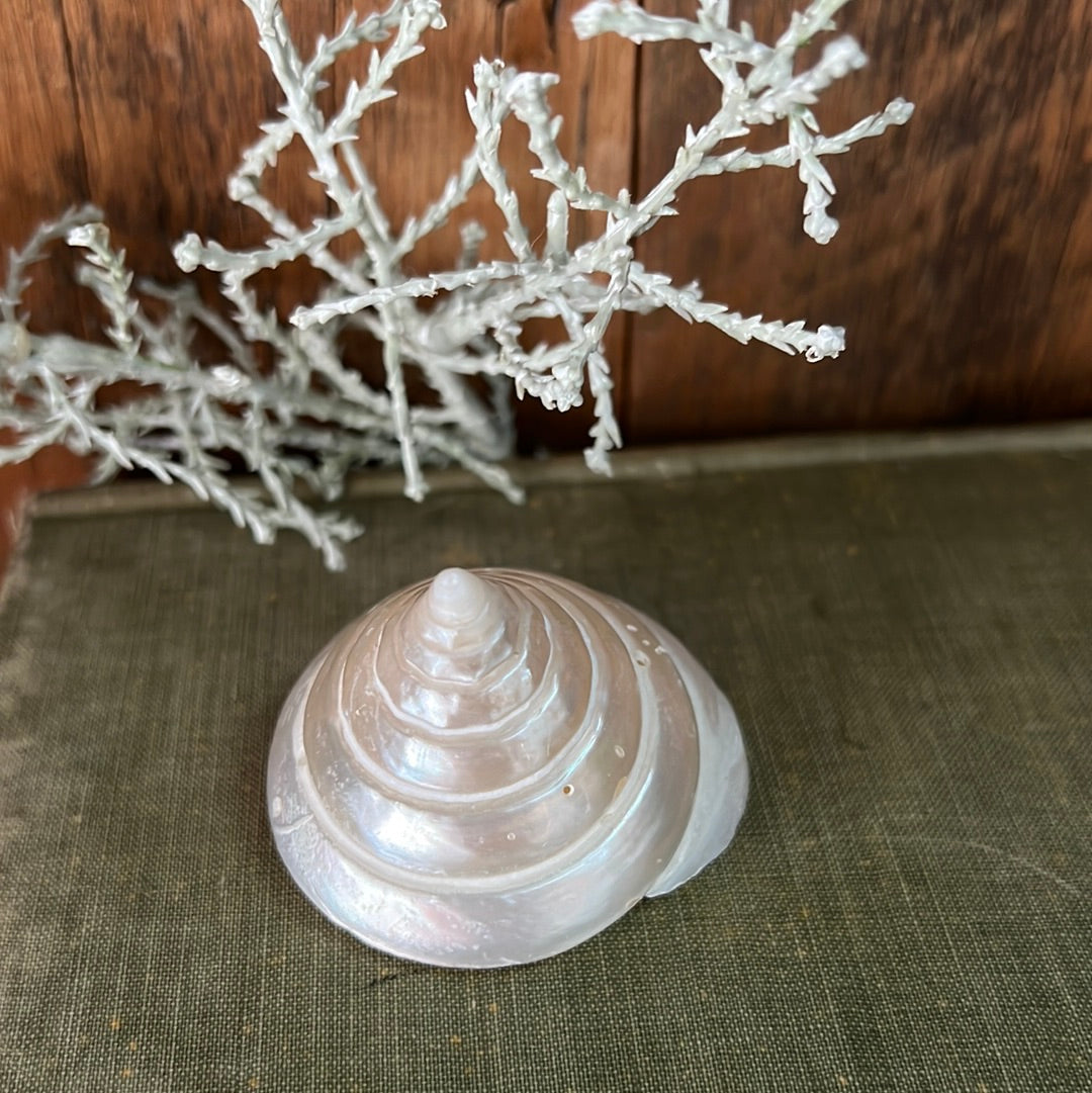 Nilo Pearlized Trocha Shell