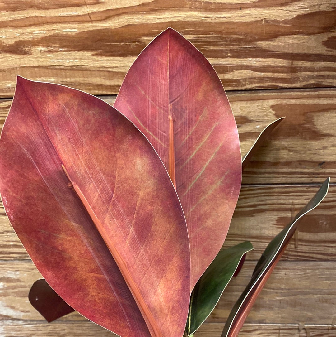 Magnolia Leaf Pick Stem