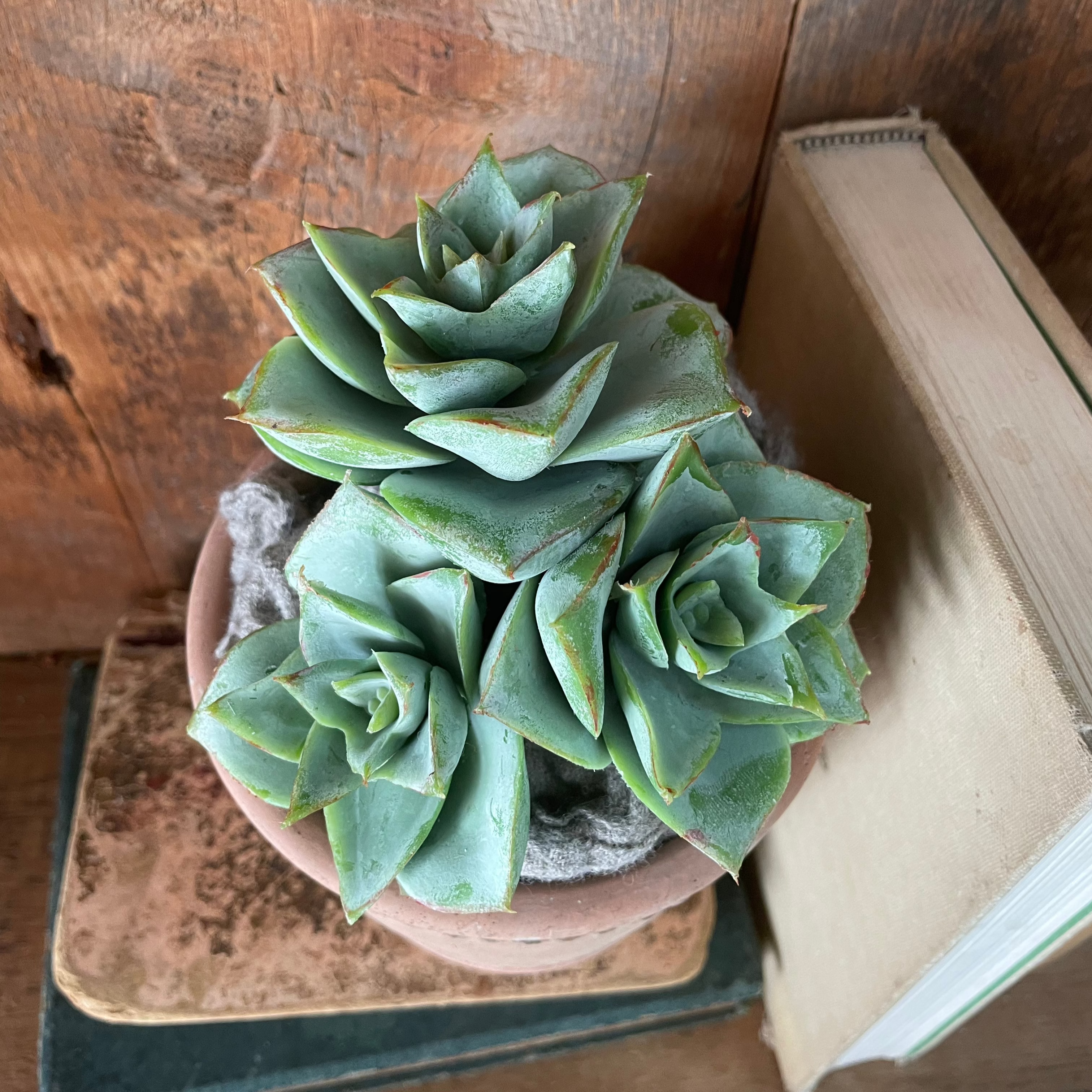 Triple Rosette Succulent Pick