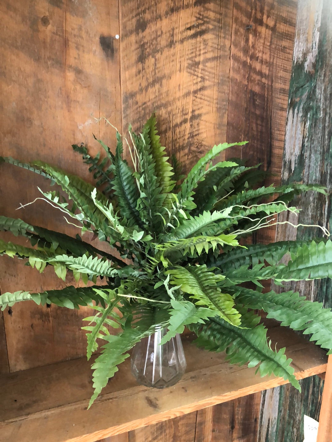 Boston Fern Estate Medium