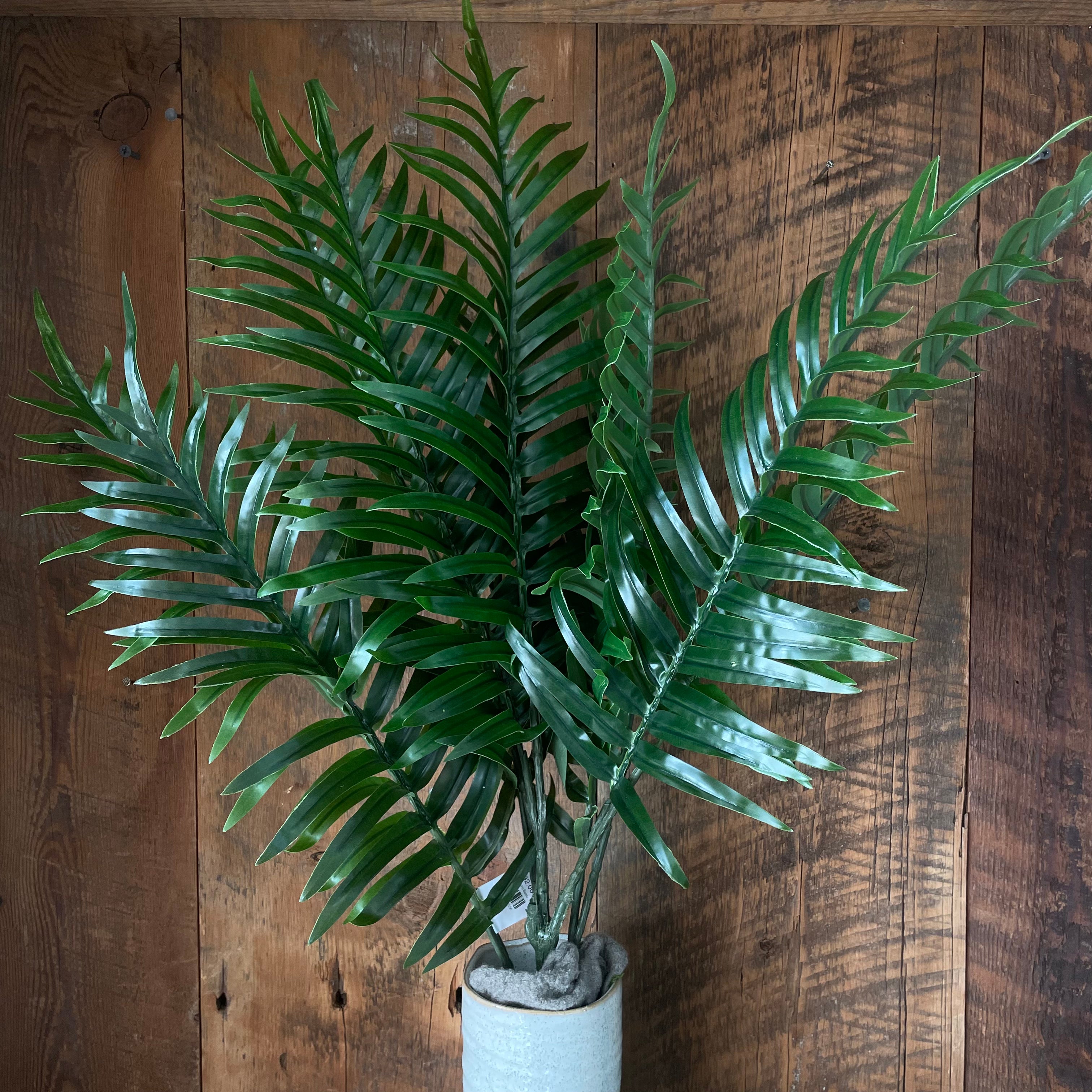 Areca Palm Bush