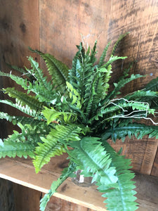 Boston Fern Estate Medium
