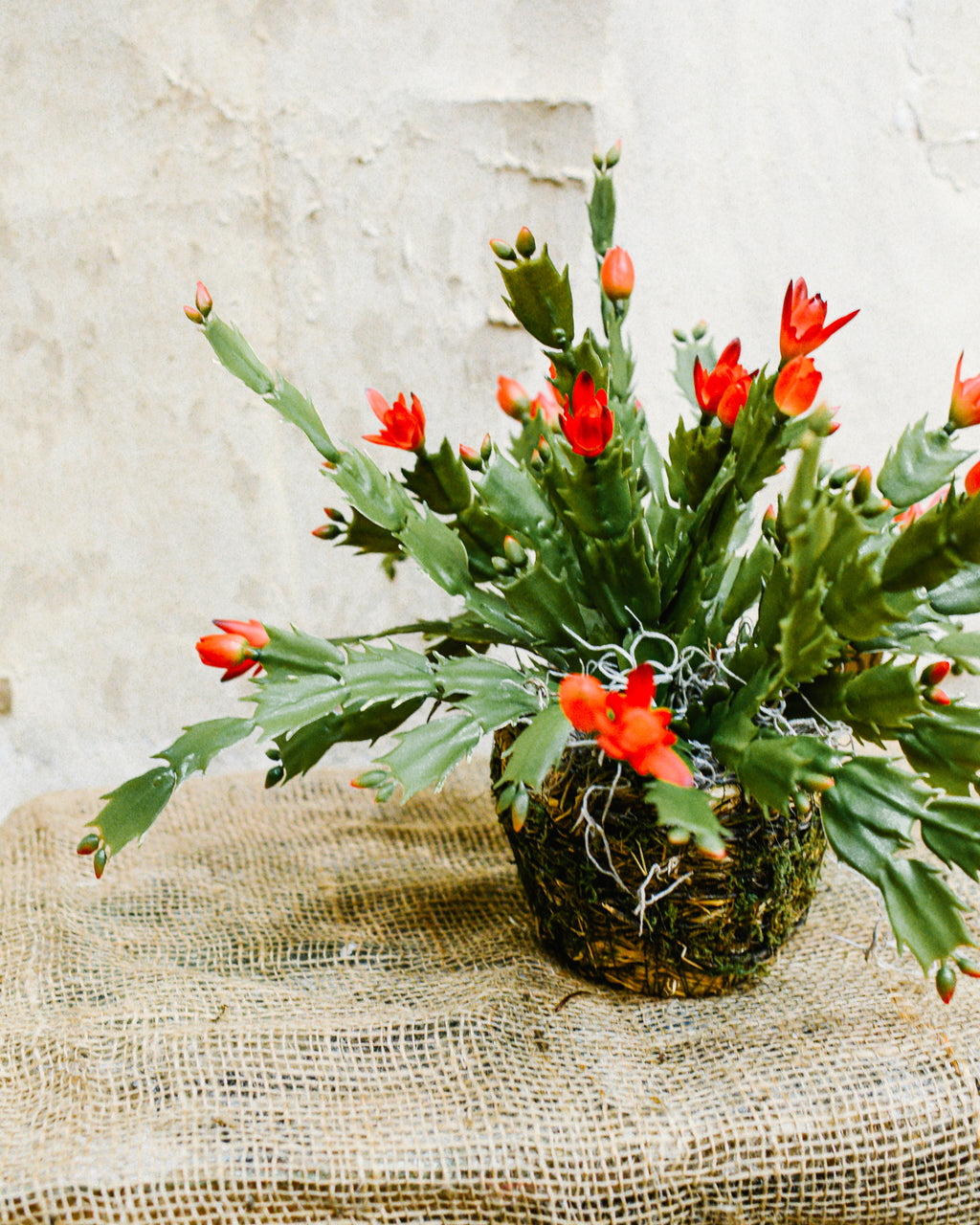 Christmas Cactus in Moss Pot Drop-In