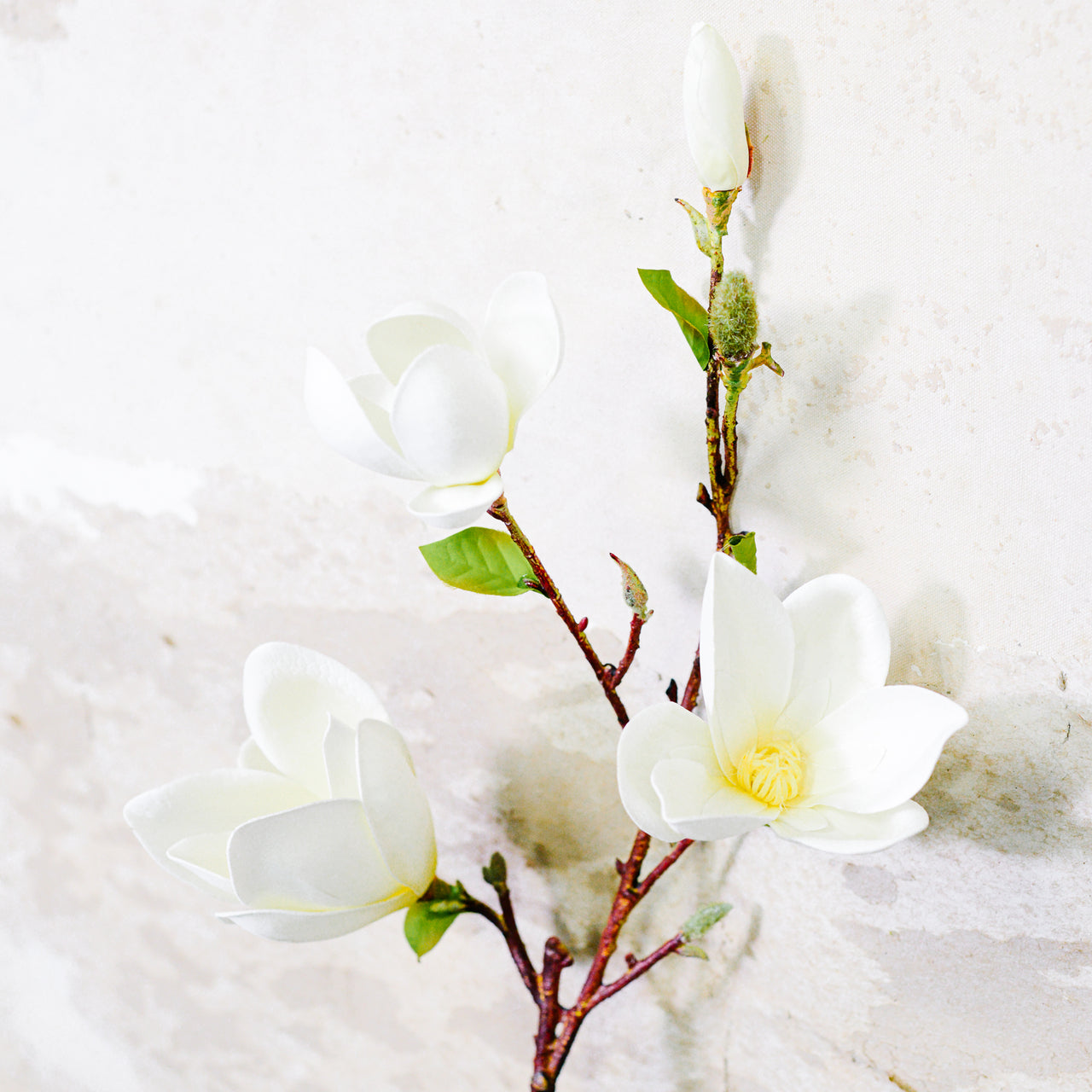 Saucer Magnolia Spray White