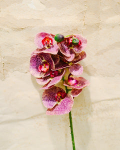 Phalaenopsis Spray Purple
