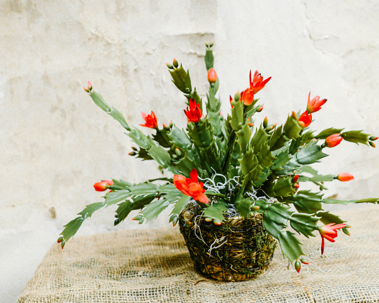 Christmas Cactus in Moss Pot Drop-In