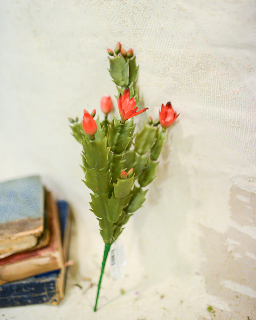 Christmas Cactus Plant Stem