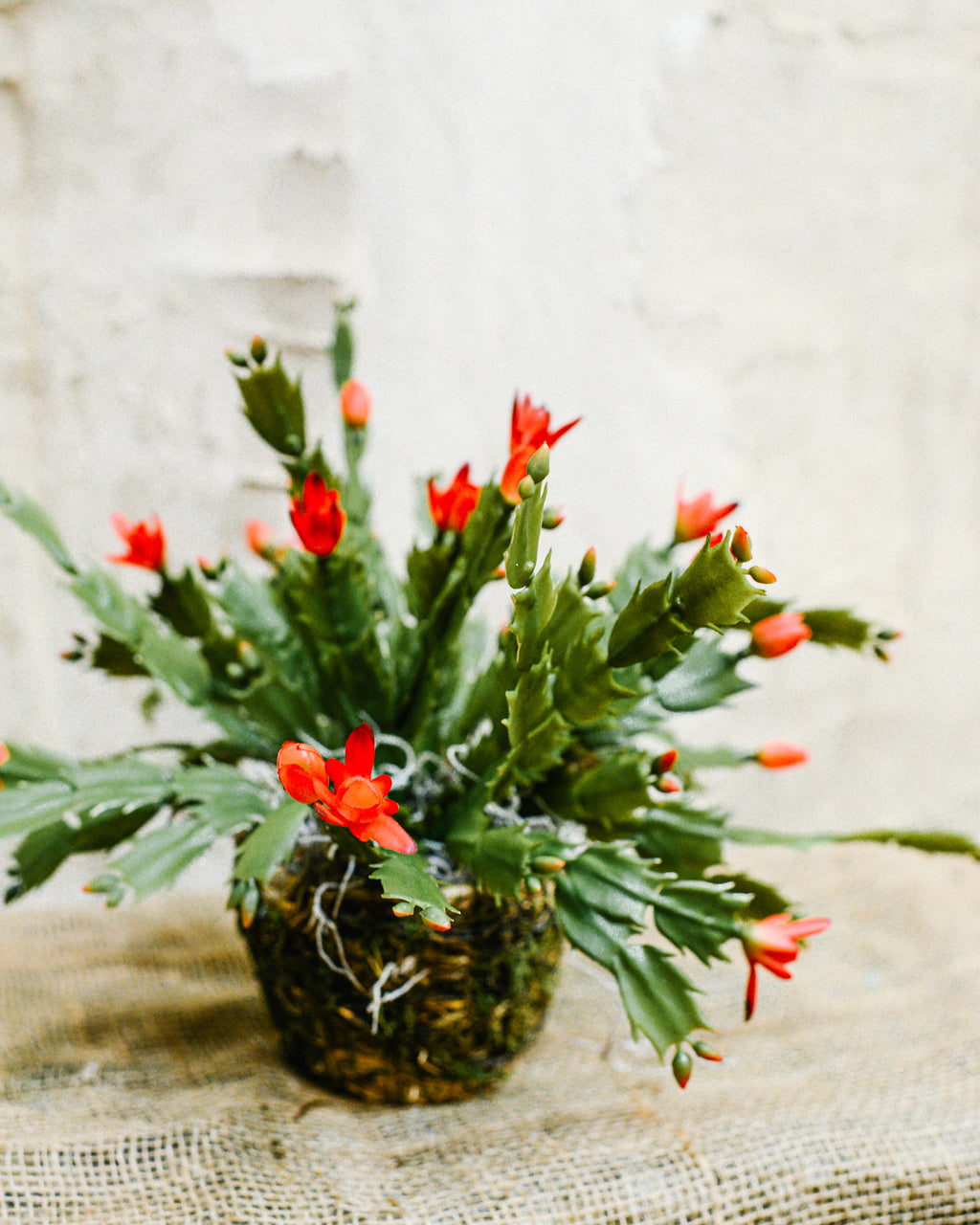 Christmas Cactus in Moss Pot Drop-In