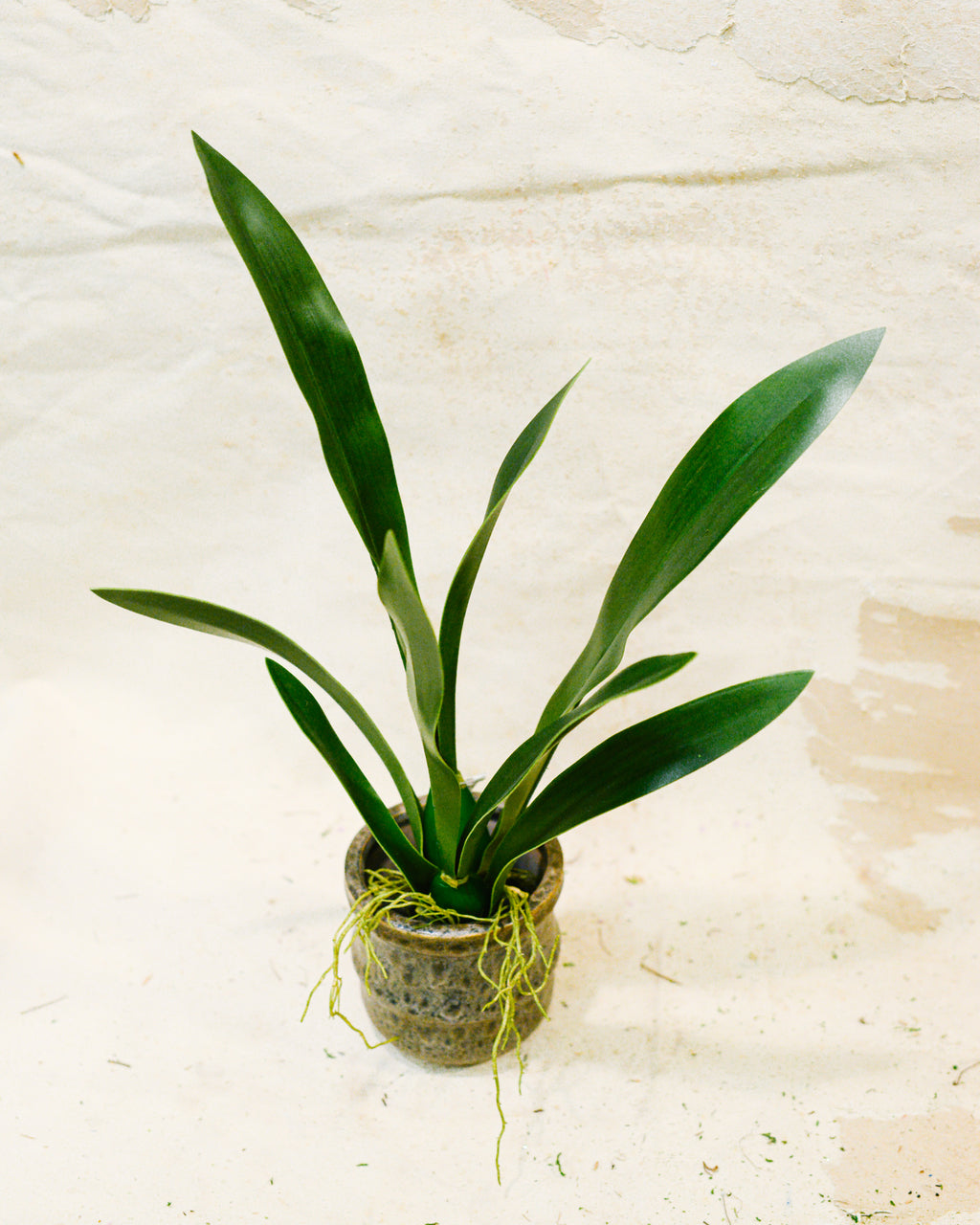 Mini Vanda Orchid Foliage