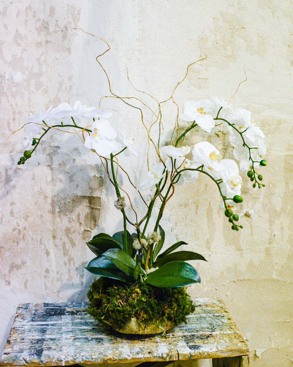 Triple White Phalaenopsis Orchid Drop In