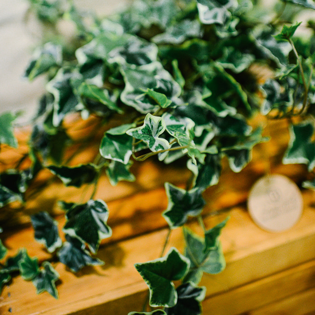 English Ivy Variegated Double Drop In