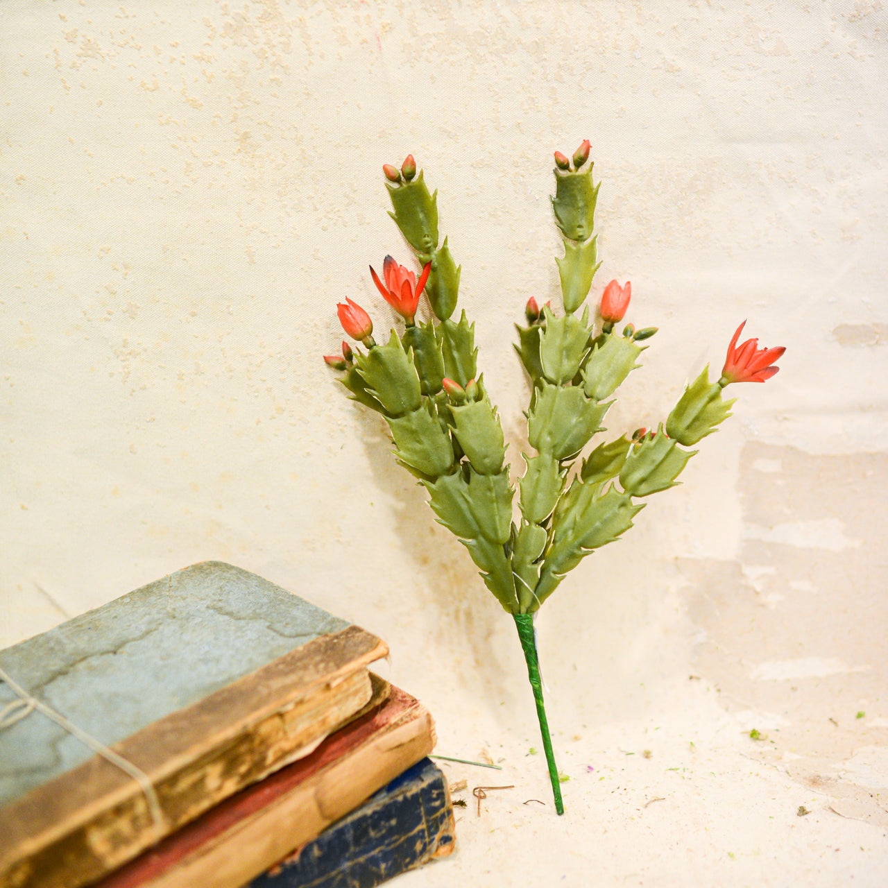 Christmas Cactus Plant Stem