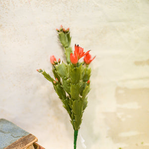 Christmas Cactus Plant Stem