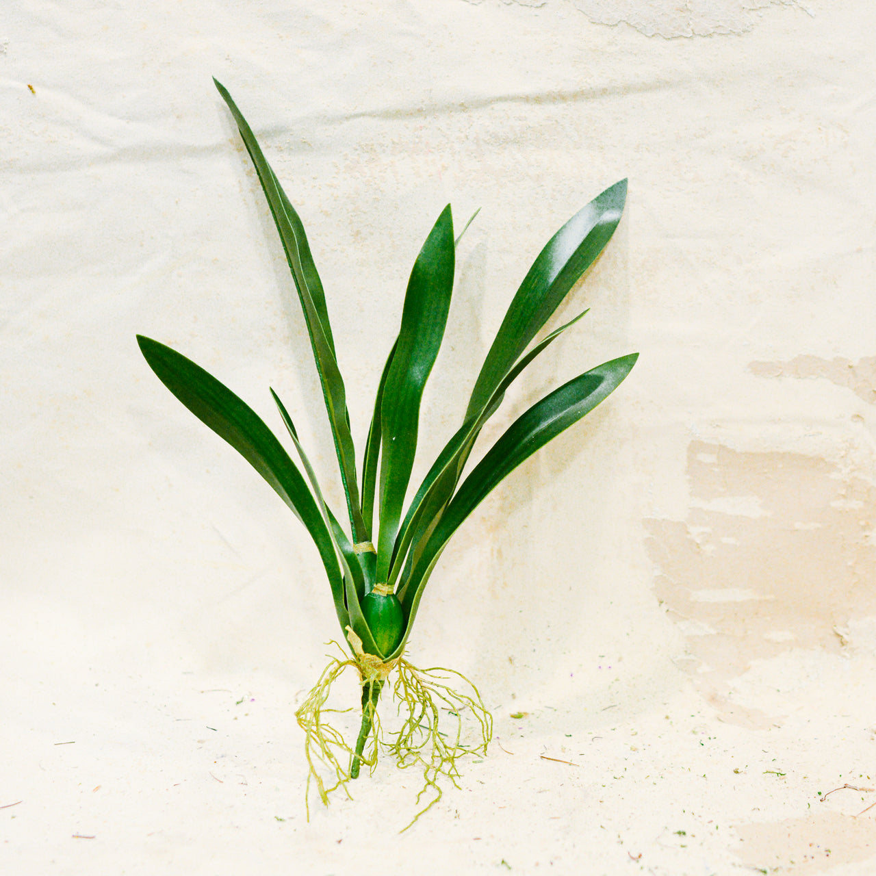 Mini Vanda Orchid Foliage