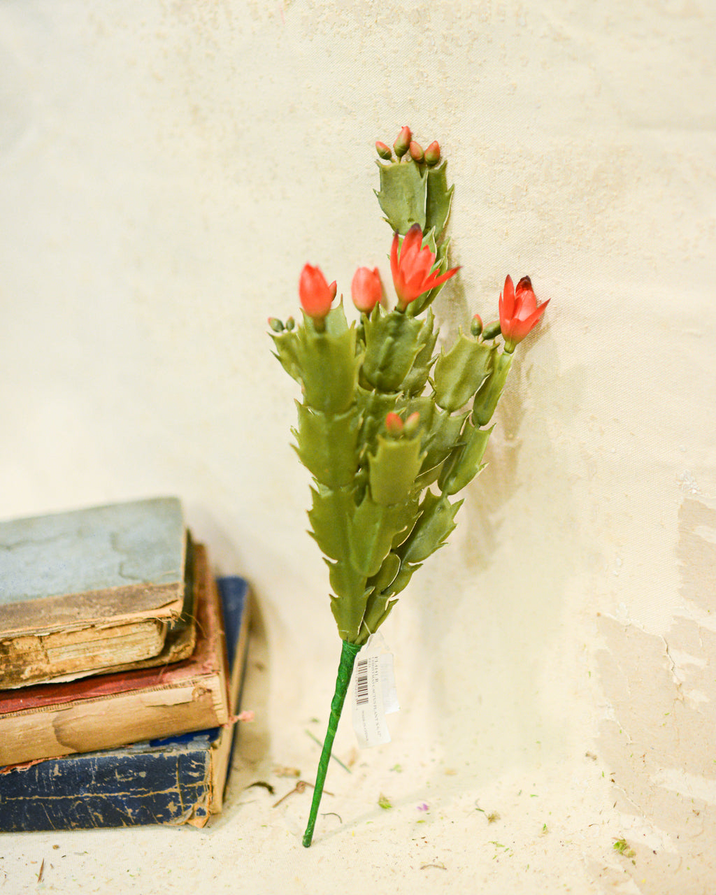 Christmas Cactus Plant Stem