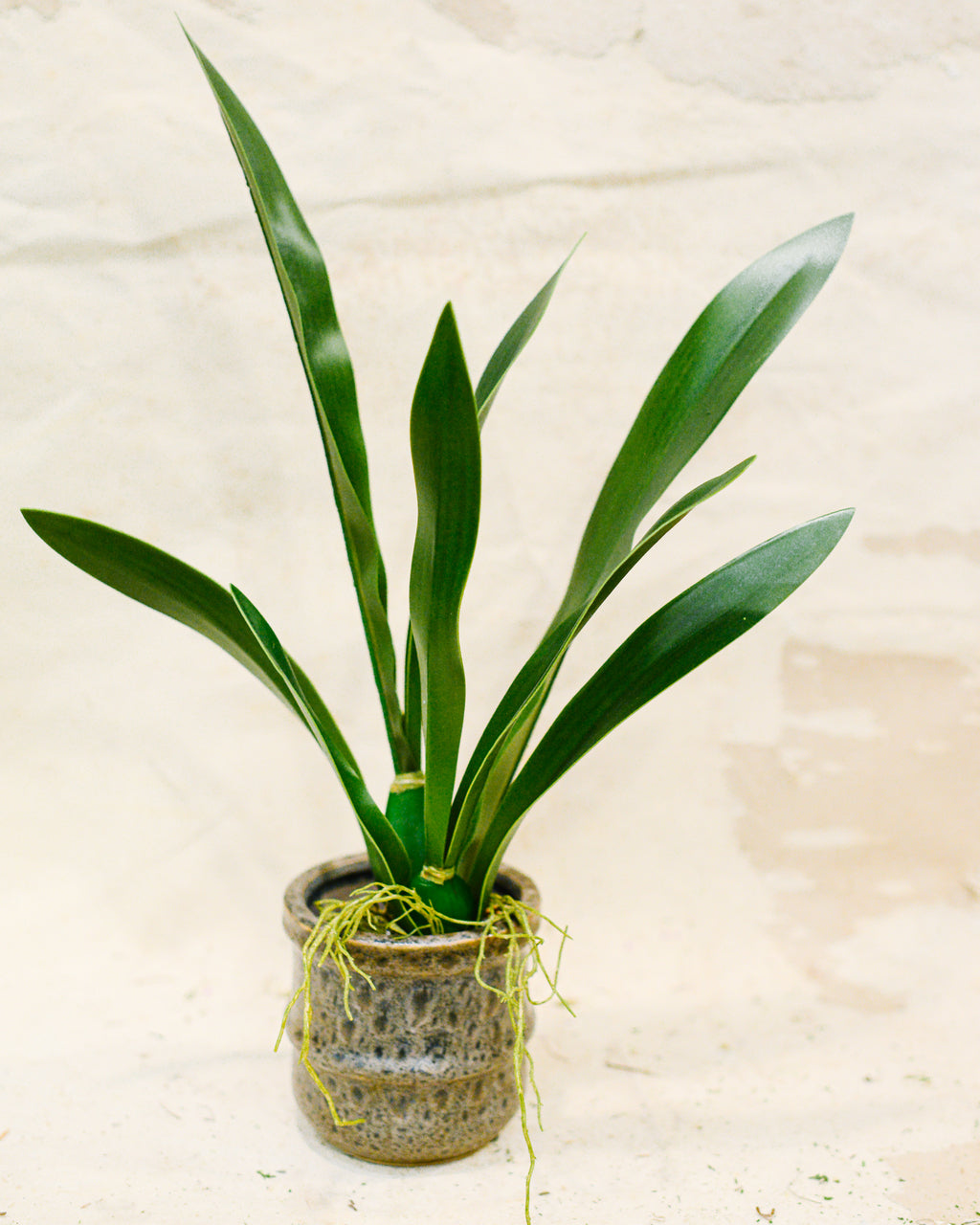 Mini Vanda Orchid Foliage