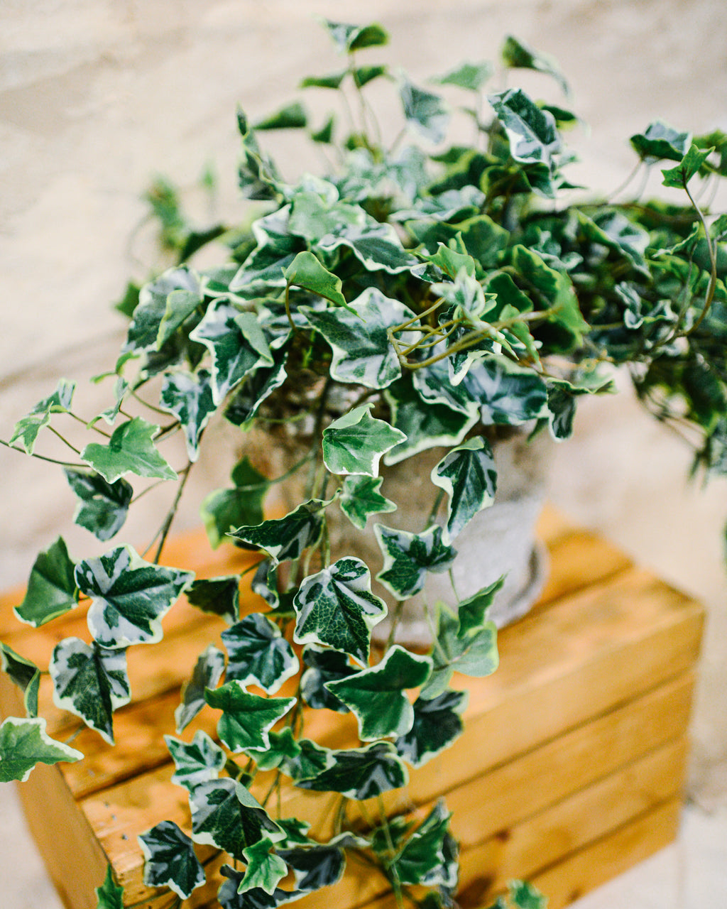 English Ivy Variegated Double Drop In