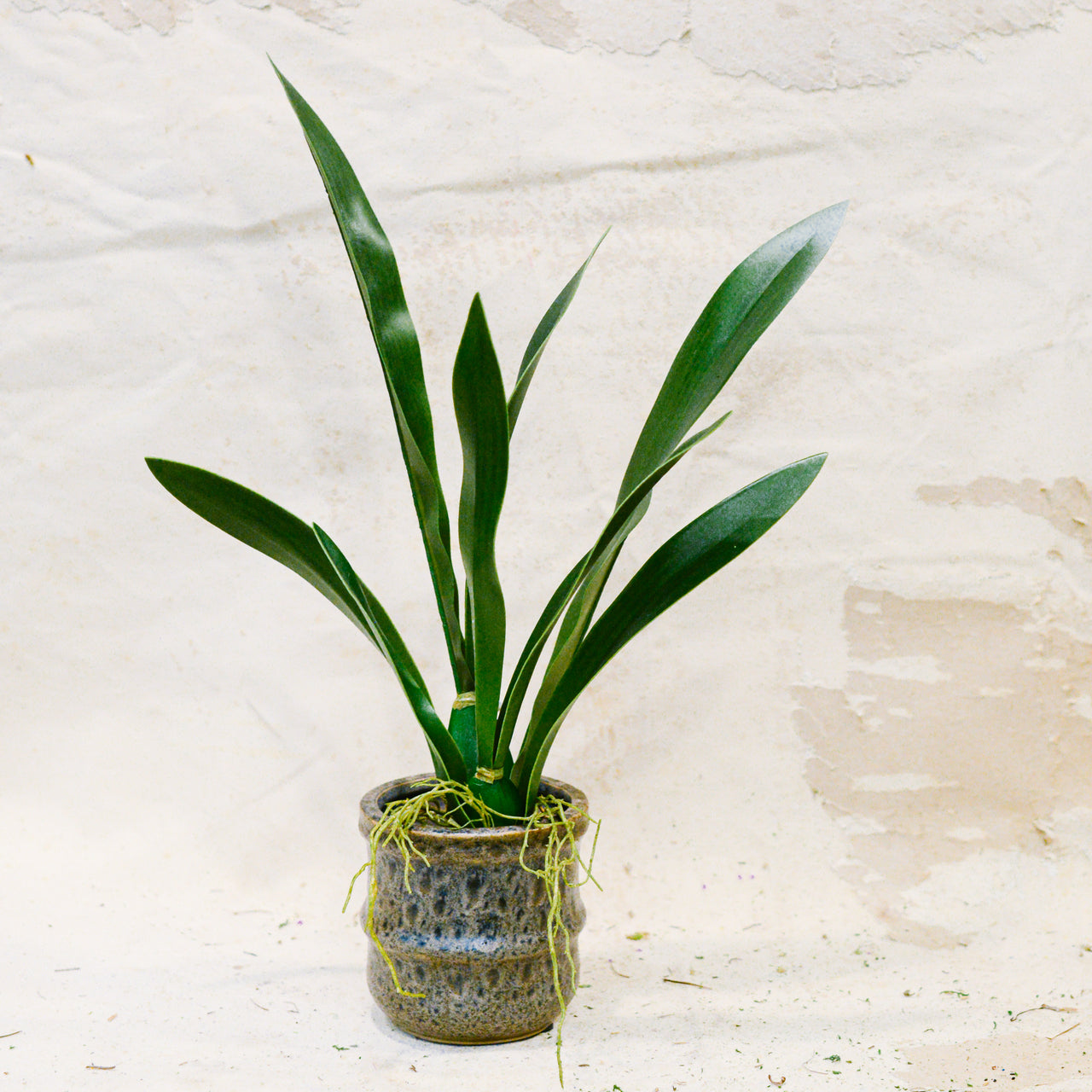 Mini Vanda Orchid Foliage