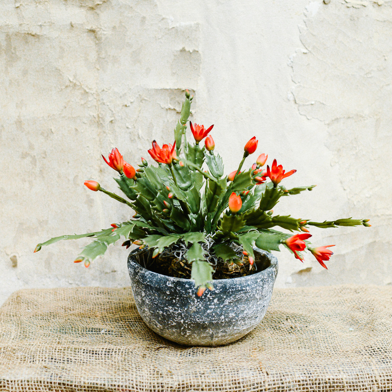 Christmas Cactus in Moss Pot Drop-In