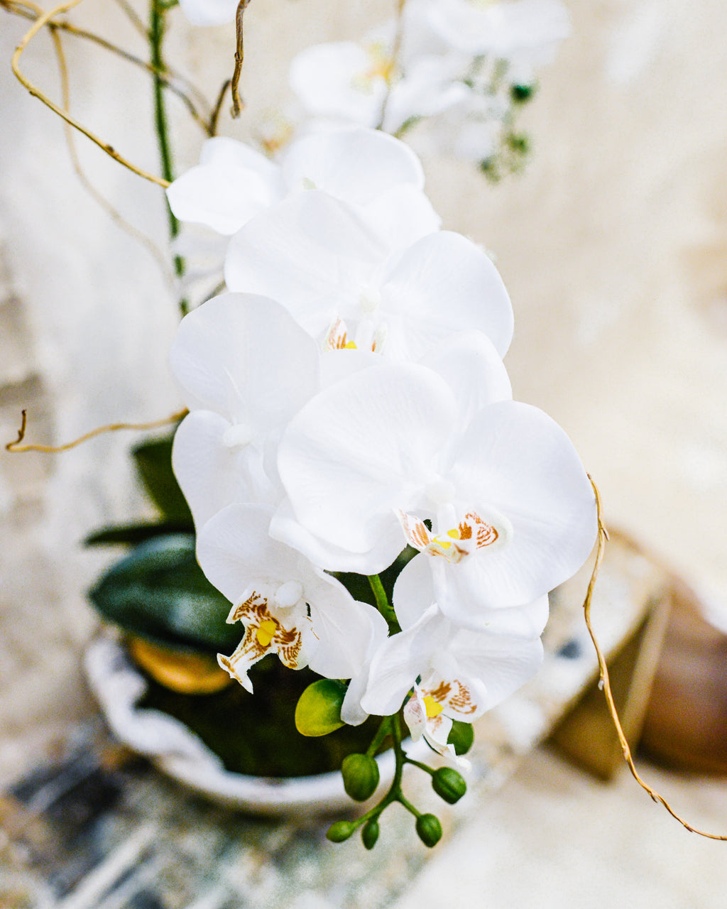 Triple White Phalaenopsis Orchid Drop-In Centerpiece