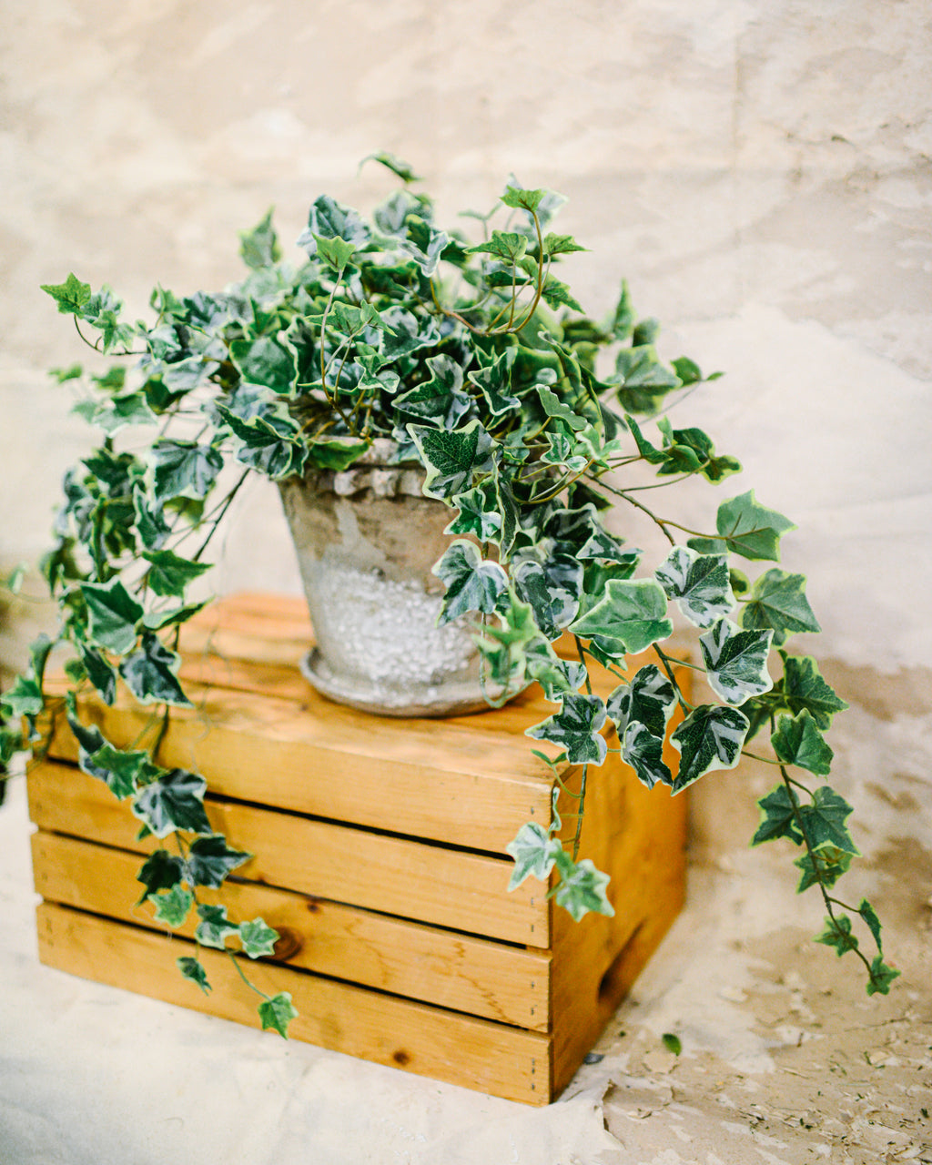 English Ivy Variegated Double Drop In