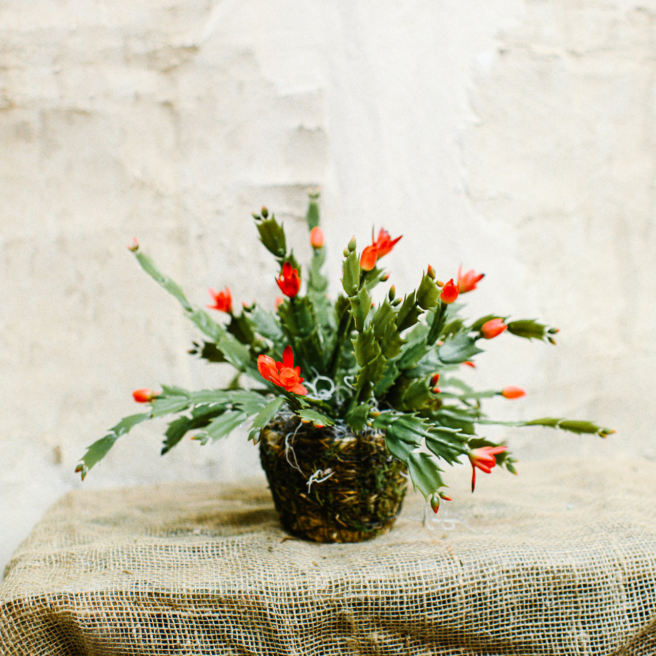 Christmas Cactus in Moss Pot Drop-In