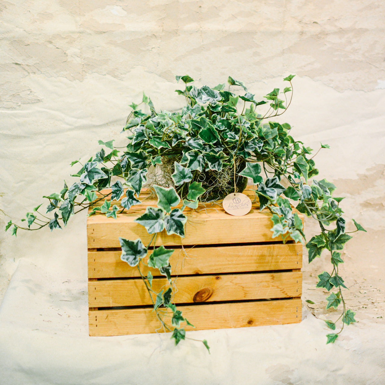 English Ivy Variegated Double Drop In