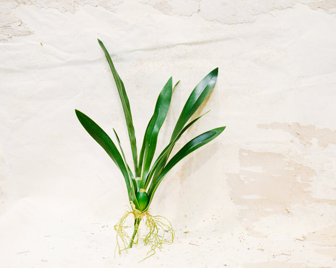 Mini Vanda Orchid Foliage