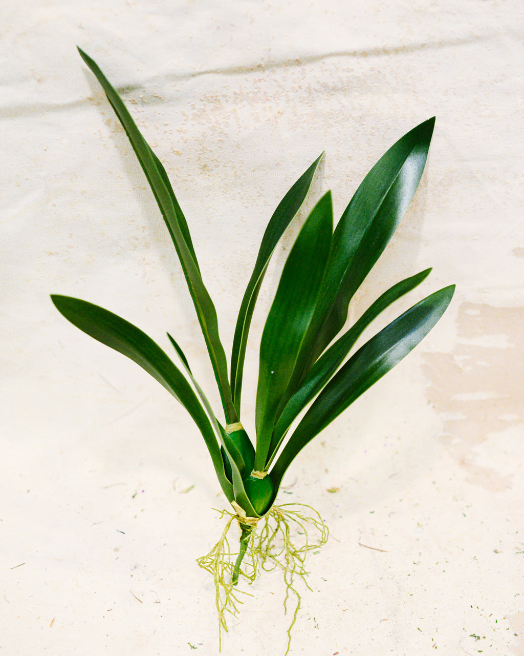 Mini Vanda Orchid Foliage