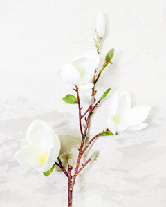 Saucer Magnolia Spray White