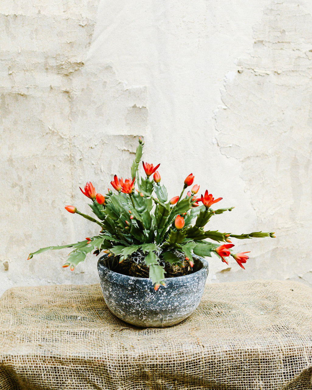 Christmas Cactus in Moss Pot Drop-In