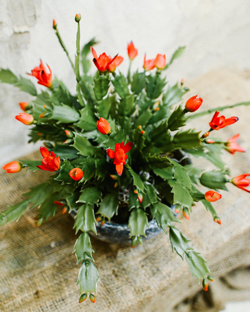 Christmas Cactus in Moss Pot Drop-In