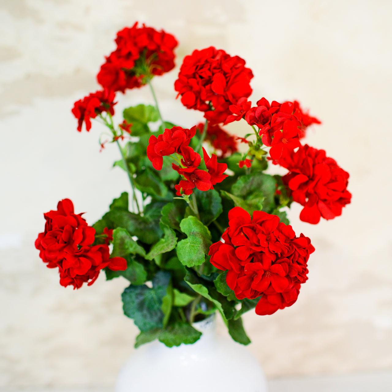 Red Geranium Bush Stem with Nine Blooms