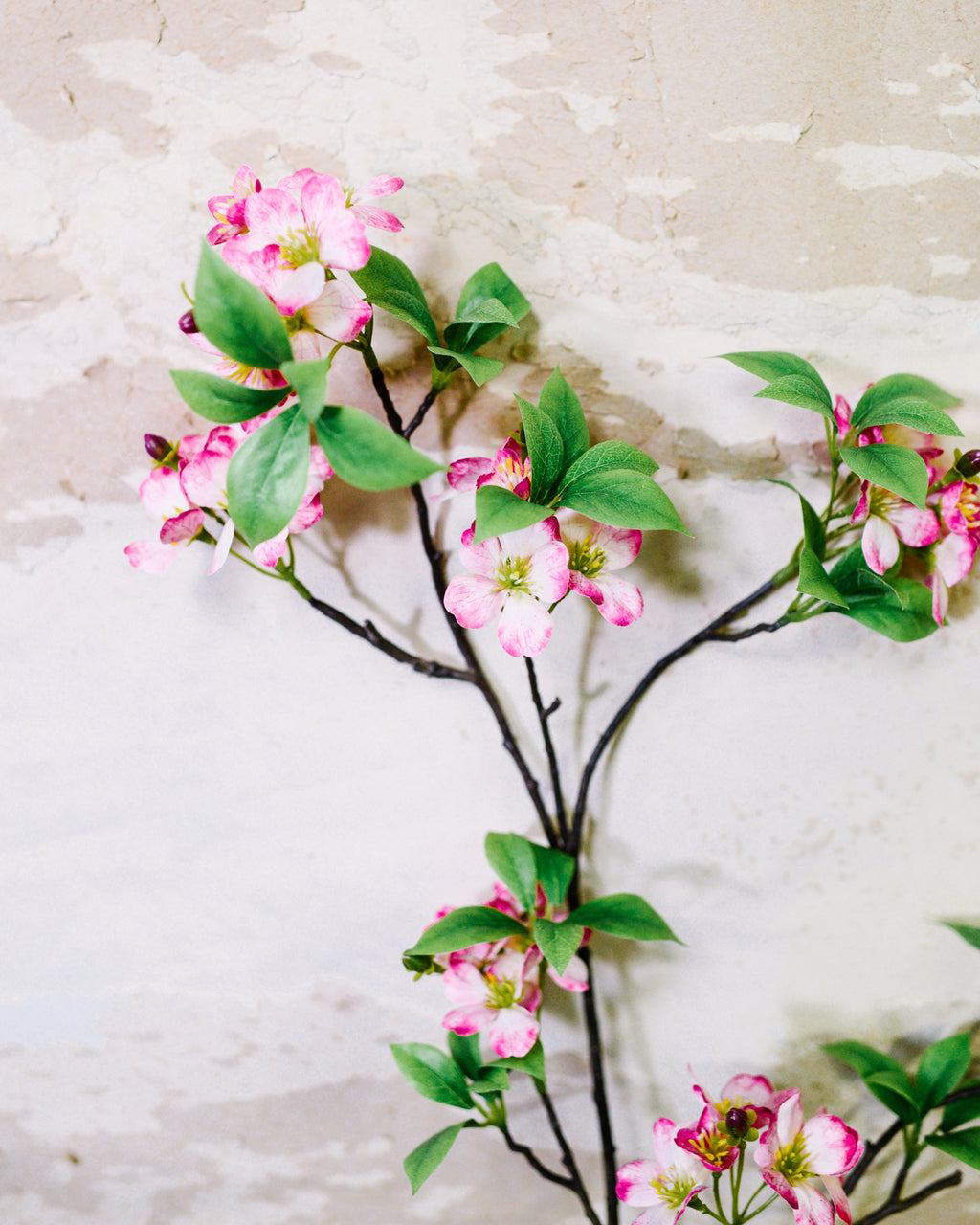 Pink Cherry Blossom Branch