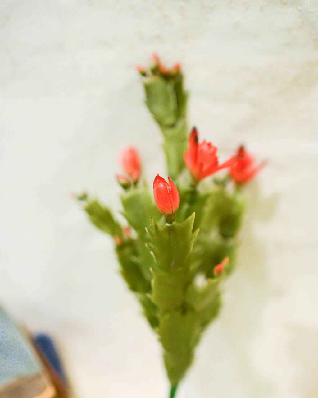 Christmas Cactus Plant Stem