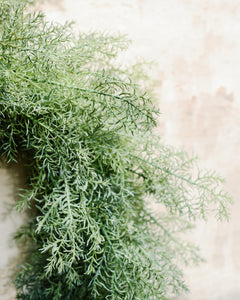 Natural Touch Mini Asparagus Fern Wreath