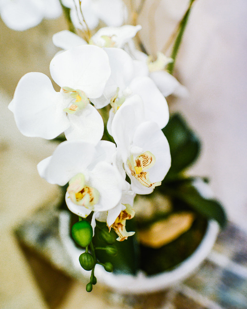 Triple White Phalaenopsis Orchid Drop In