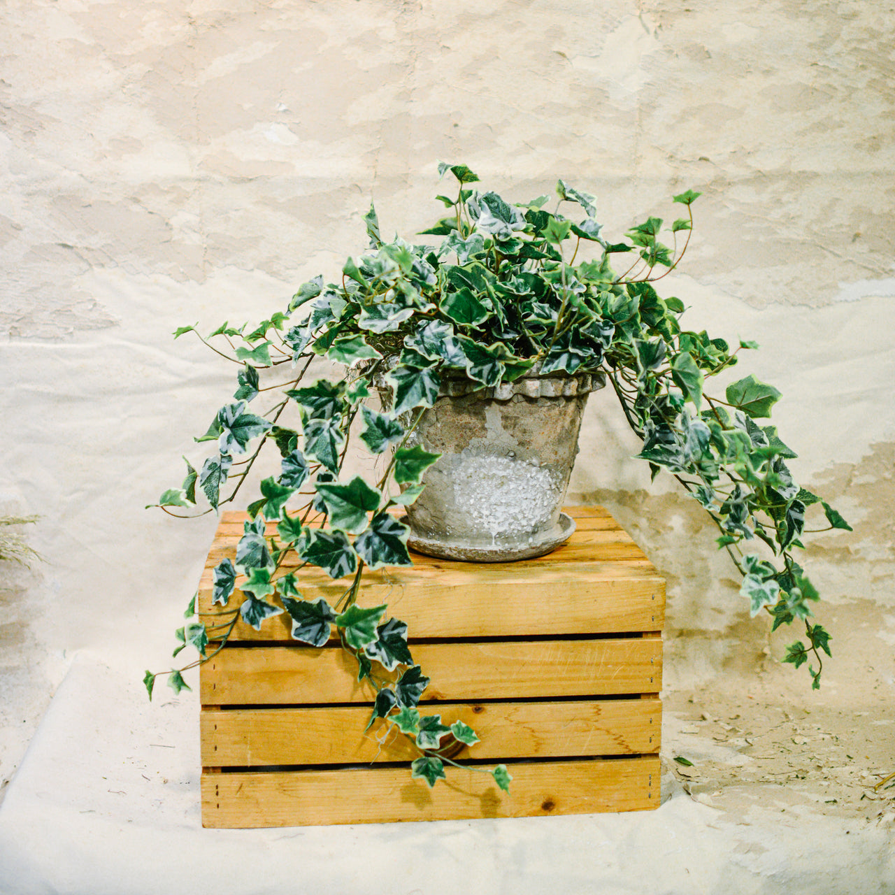 English Ivy Variegated Double Drop In