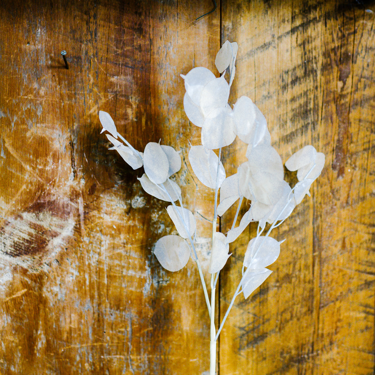 Lunaria Stem Ivory