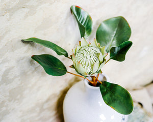 King Protea Green Bloom
