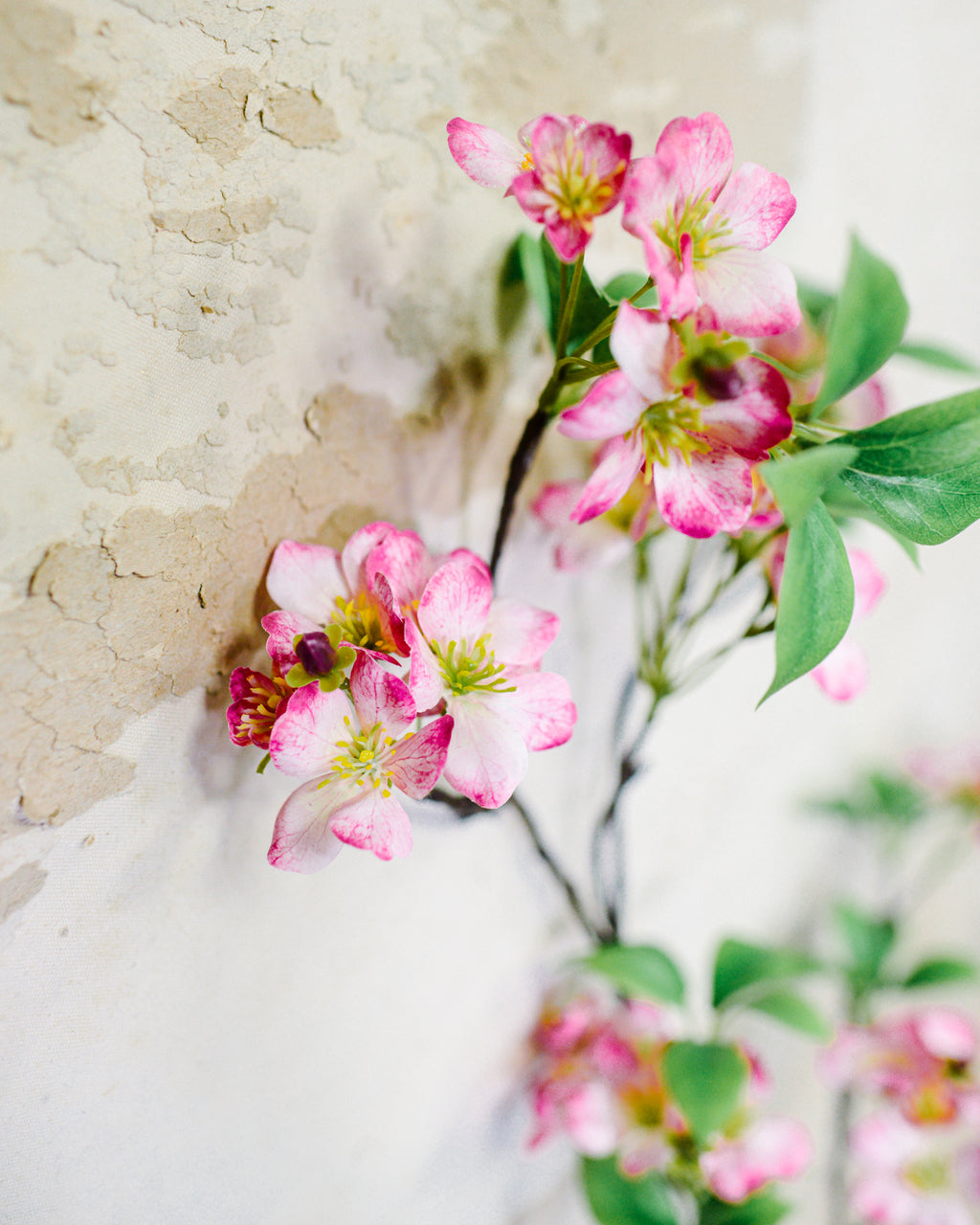 Pink Cherry Blossom Branch